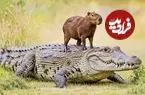 چرا کروکودیل‌ «کپی‌بارا‌» را نمی‌خورد؟