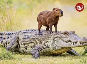 چرا کروکودیل‌ «کپی‌بارا‌» را نمی‌خورد؟