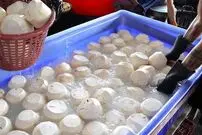(ویدئو) باور کنید تا حالا چنین بسته بندی نارگیل را ندیده بودید!