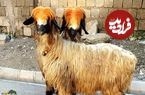 (تصاویر) گوسفند لری بختیاری؛ یک نژاد مهم ایرانی که جثه بزرگی دارد