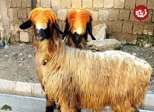 (تصاویر) گوسفند لری بختیاری؛ یک نژاد مهم ایرانی که جثه بزرگی دارد