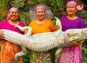 ببینید| غذای روستایی در سنگاپور؛ کباب کردن یک کروکودیل غول پیکر روی آتش