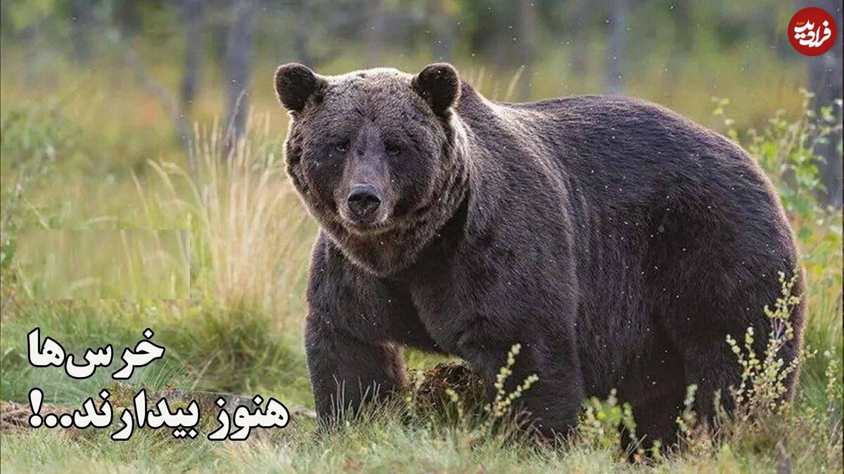 (ویدئو) خرس‌ها هنوز بیدارند..! گرسنه و سرگردان در جستجوی غذا؛ حتی تا نزدیکی انسان‌ها 