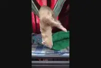 (ویدئو) ویدئوی بامزه جدید از خوش خواب ترین راسوی جهان