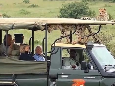 (ویدئو) رفاقت یوزپلنگ‌ها با گردشگران در آفریقا