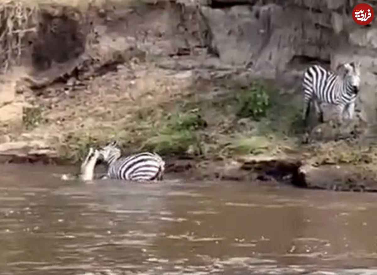 ( ویدیو) شگرد دیدنی گورخر برای فرار از دهان تمساح!