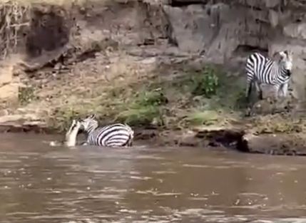 ( ویدیو) شگرد دیدنی گورخر برای فرار از دهان تمساح!