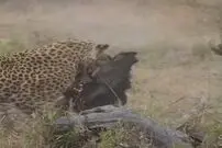 (ویدئو) جا خالی دادن پلنگ هنگام شکار گراز