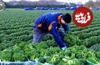 ببینید؛ مراحل دیدنی کاشت، برداشت و فرآوری صدها تن کلم بروکلی در آمریکا