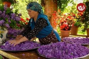 ببینید| غذای روستایی در آذربایجان؛ برداشت یاس بنفش و تهیه شربت با آن