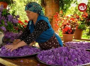 ببینید| غذای روستایی در آذربایجان؛ برداشت یاس بنفش و تهیه شربت با آن