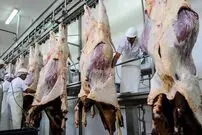 (ویدئو) بزرگترین گاوداری مدرن؛ فرایند برش و بسته بندی حیرت آور گاوهای غول پیکر