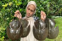 ببینید؛ غذای روستایی در مالزی؛ پخت غذا با خرچنگ نعل اسبی در طبیعت
