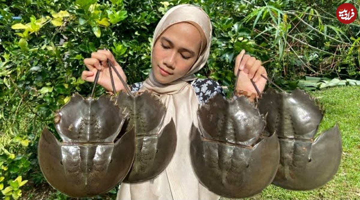 ببینید؛ غذای روستایی در مالزی؛ پخت غذا با خرچنگ نعل اسبی در طبیعت