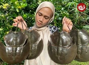 ببینید؛ غذای روستایی در مالزی؛ پخت غذا با خرچنگ نعل اسبی در طبیعت