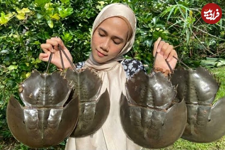 ببینید؛ غذای روستایی در مالزی؛ پخت غذا با خرچنگ نعل اسبی در طبیعت