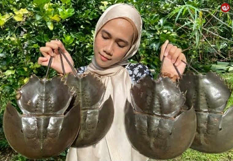 ببینید؛ غذای روستایی در مالزی؛ پخت غذا با خرچنگ نعل اسبی در طبیعت