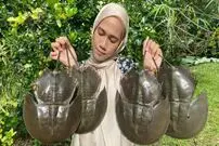 ببینید؛ غذای روستایی در مالزی؛ پخت غذا با خرچنگ نعل اسبی در طبیعت