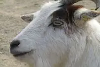 (عکس) تنها موجود در جهان که مردمک چشم آن مستطیل است!