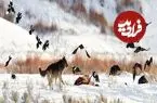 داستان گرگ‌هایی که یک اکوسیستم را نجات دادند