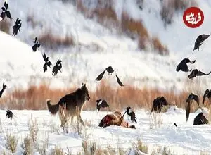 داستان گرگ‌هایی که یک اکوسیستم را نجات دادند