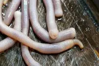 ببینید| غذای خیابانی در چین؛ پخت یک غذای متفاوت با کِرم شنی و پیازچه در شهر بیهای