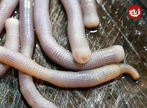 ببینید| غذای خیابانی در چین؛ پخت یک غذای متفاوت با کِرم شنی و پیازچه در شهر بیهای