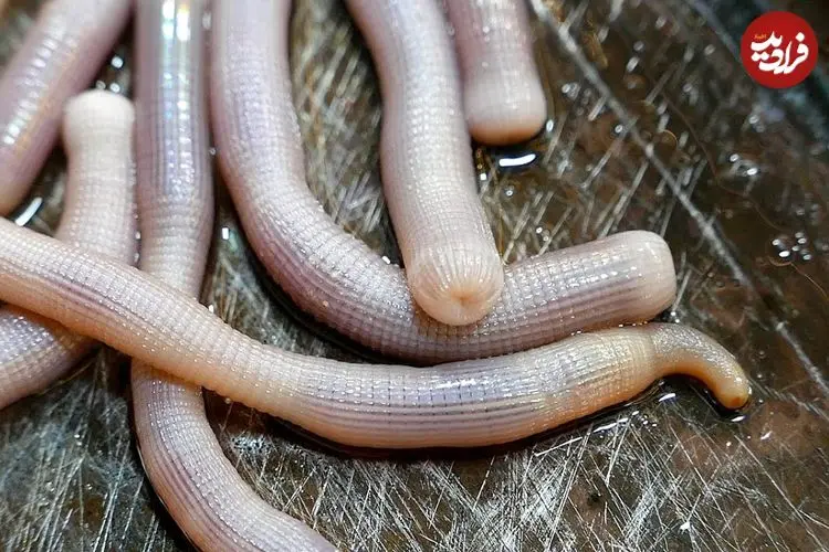 ببینید| غذای خیابانی در چین؛ پخت یک غذای متفاوت با کِرم شنی و پیازچه در شهر بیهای