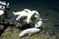 جانور شبح‌مانندی که در اعماق همۀ اقیانوس‌های زمین زندگی می‌کند