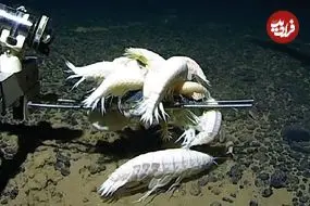 جانور شبح‌مانندی که در اعماق همۀ اقیانوس‌های زمین زندگی می‌کند