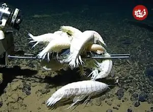 جانور شبح‌مانندی که در اعماق همۀ اقیانوس‌های زمین زندگی می‌کند