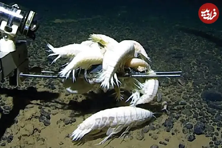 جانور شبح‌مانندی که در اعماق همۀ اقیانوس‌های زمین زندگی می‌کند