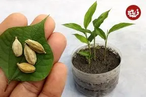 ببینید| چگونه در گلدان و در خانه هل پرورش دهیم؟