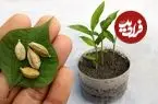 ببینید| چگونه در گلدان و در خانه هل پرورش دهیم؟