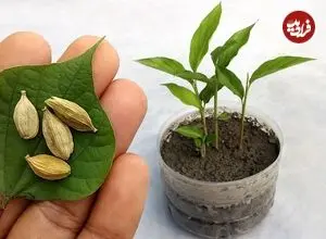 ببینید| چگونه در گلدان و در خانه هل پرورش دهیم؟