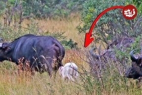 (ویدئو) گوساله بوفالوی سفید گردشگران را شگفت‌زده کرد