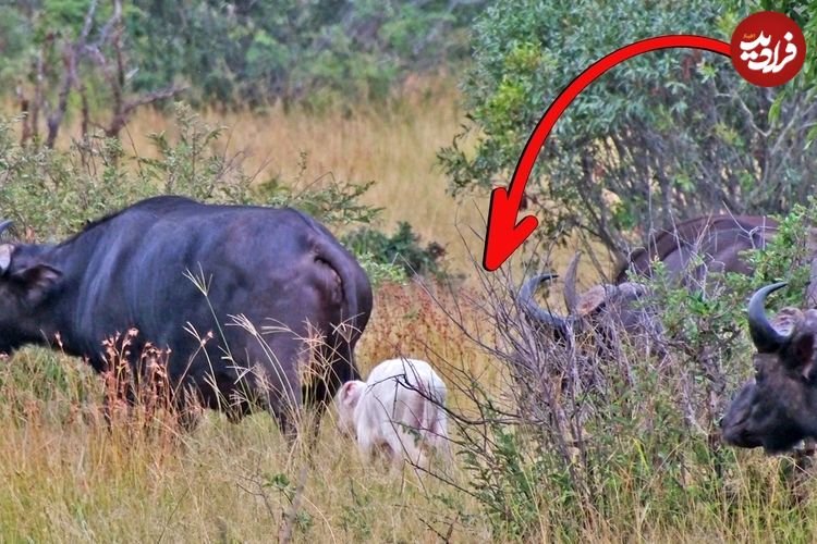 (ویدئو) گوساله بوفالوی سفید گردشگران را شگفت‌زده کرد