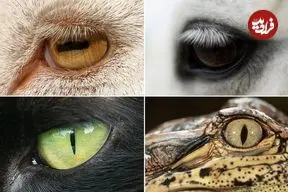 هندسه بقا ؛ راز پنهان در چشم حیوانات چیست؟ + اینفوگرافیک