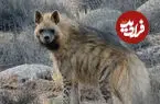 ببینید| لحظه‌ای از زندگی کفتارها در پارک ملی گلستان