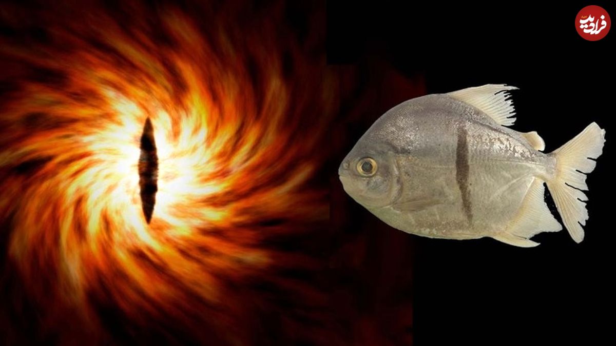 چرا این ماهی به نام شیطان «ارباب حلقه‌ها» نامگذاری شده است؟