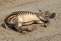 تصاویر؛ گورخر کوهی؛ گورخری که غبغب دارد و صدایش شبیه صدای سگ است و مانند بز کوهی از صخره بالا می‌رود!