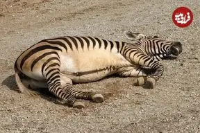 تصاویر؛ گورخر کوهی؛ گورخری که غبغب دارد و صدایش شبیه صدای سگ است و مانند بز کوهی از صخره بالا می‌رود!