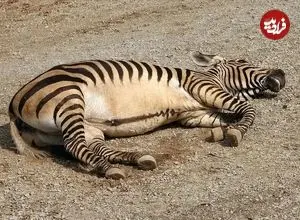 تصاویر؛ گورخر کوهی؛ گورخری که غبغب دارد و صدایش شبیه صدای سگ است و مانند بز کوهی از صخره بالا می‌رود!