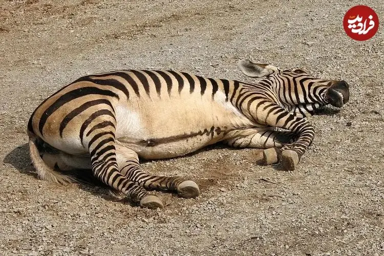 تصاویر؛ گورخر کوهی؛ گورخری که غبغب دارد و صدایش شبیه صدای سگ است و مانند بز کوهی از صخره بالا می‌رود!