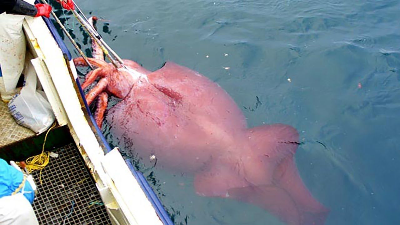 (ویدئو) مراحل صید ماهی مرکب های غول پیکر در اقیانوس توسط صیادان مشهور