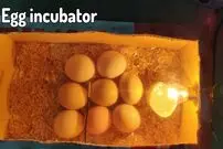 (ویدئو) یک روش کم خرج برای ساخت یک دستگاه جوجه کشی کوچک با کارتن