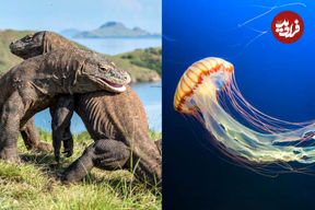 (تصاویر) بزرگ ترین حیوانات دنیا؛ از بزرگترین مارمولک تا بزرگترین جونده