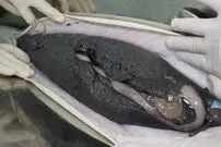 (ویدئو) مراحل تولید خاویار در کره جنوبی؛ یکی از سه ماده غذایی خوشمزه و گران جهان