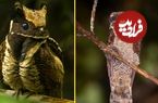 پرنده‌ای با شکل و شمایل متفاوت که روی کف جنگل تخم می‌گذارد