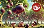 ببینید؛ مراحل دیدنی کاشت، برداشت و فرآوری منگوستین؛ ملکه میوه ها در تایلند